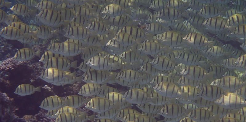 �F��ȃj�I�C�̔Y�݂Ɂb���L�T�v���I�y�u���X�}�C���z
���T�C�g